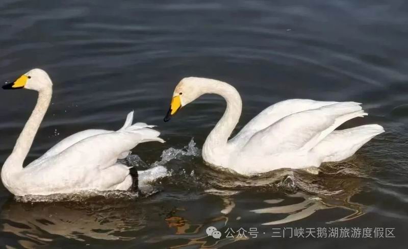 640_wx_fmt=jpeg&from=appmsg&watermark=1&tp=webp&wxfrom=5&wx_lazy=1 (67).jpg