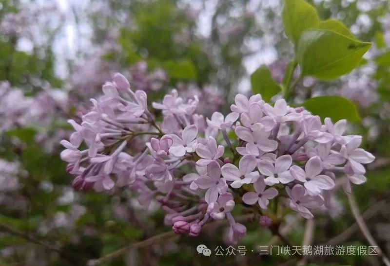 640_wx_fmt=jpeg&watermark=1&tp=webp&wxfrom=5&wx_lazy=1 (13).jpg