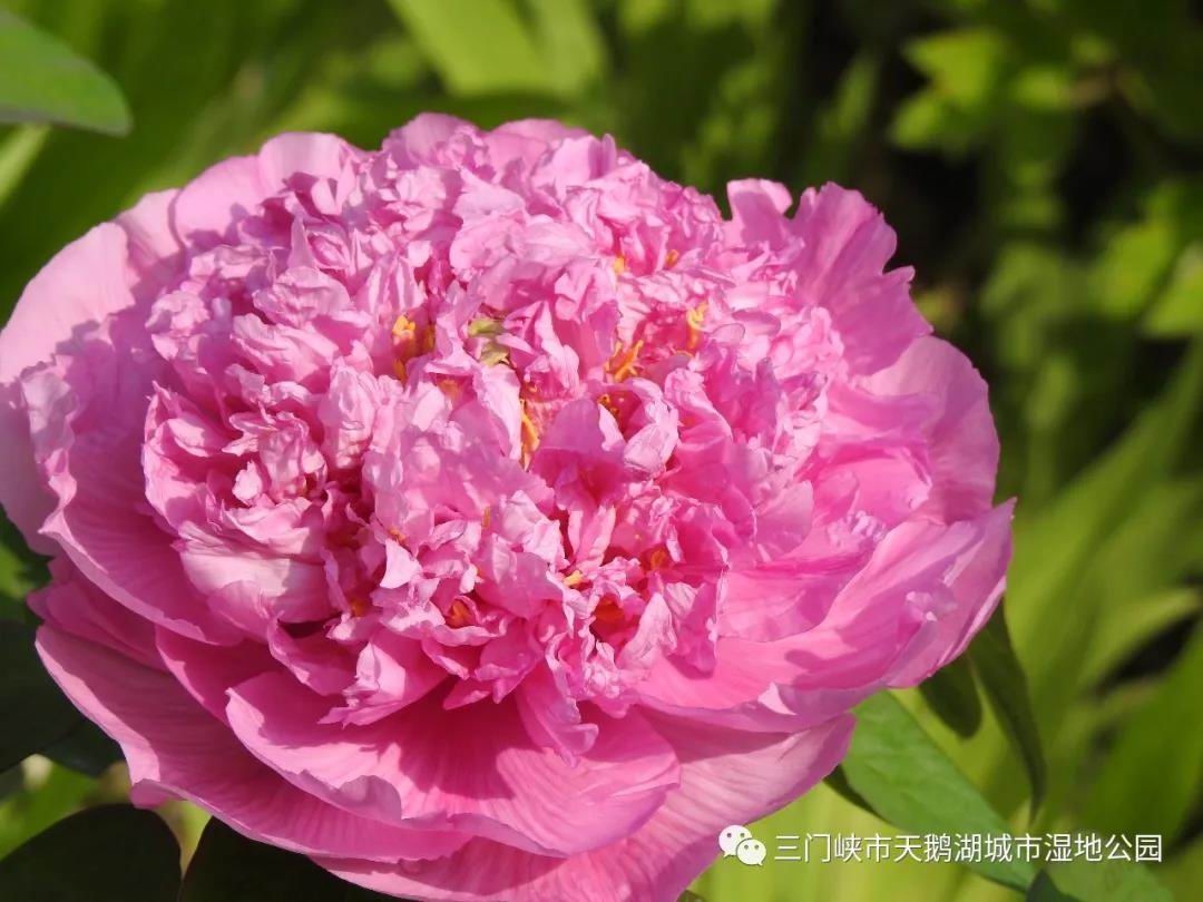 牡丹花开