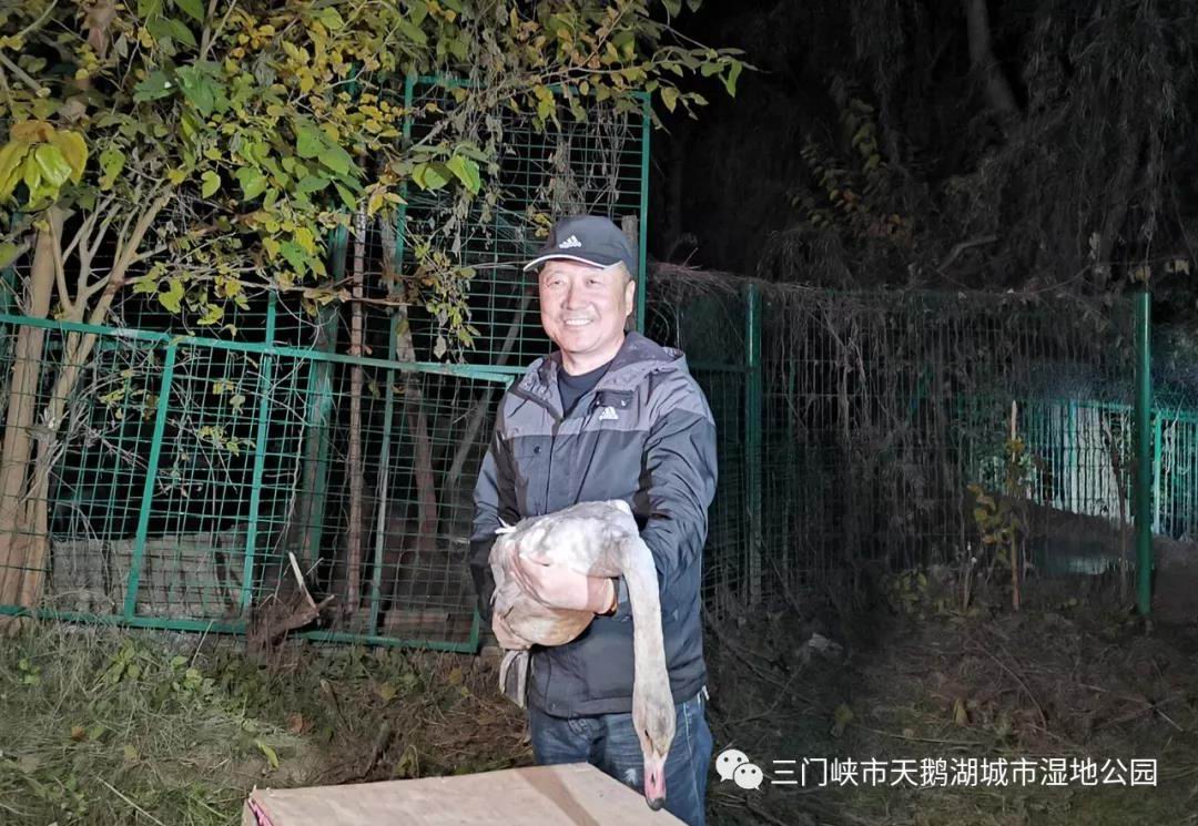 黑龙江落单天鹅乘火车顺利到达三门峡天鹅湖
