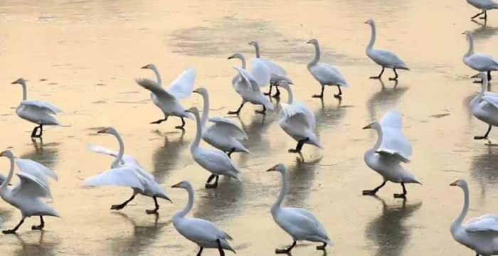关于天鹅湖景区暂时闭园的公告 
