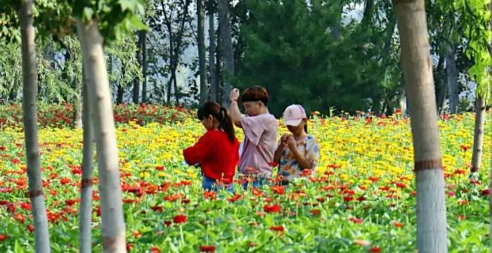 黄河公园百日菊惊艳绽放，花开醉游人