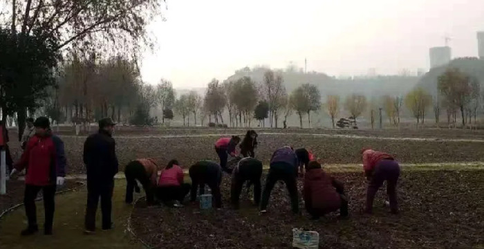 黄河公园近日完成郁金香种植工作