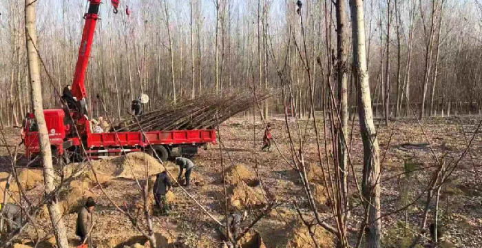 黄河公园管理处近日移栽银杏树