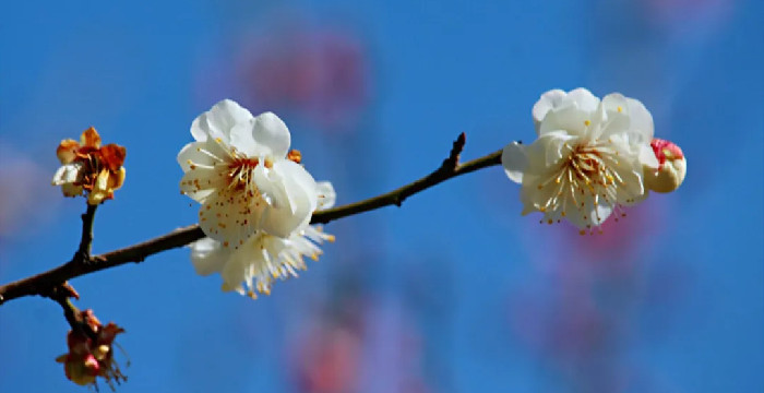 黄河公园梅花竞相绽放 闻香赏梅正当时