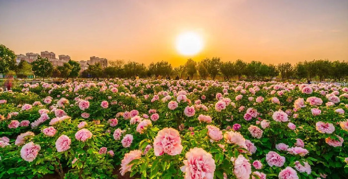 赏花要趁早，牡丹苑花海攻略请您查收