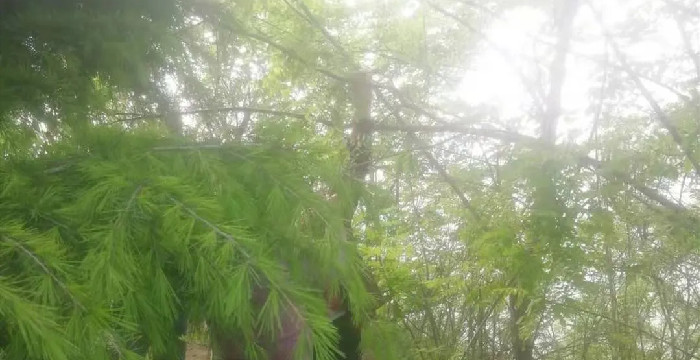 景区多处槐树惨遭“辣手摧花”，民警协助巡逻人员对此行为进行劝阻批评教育