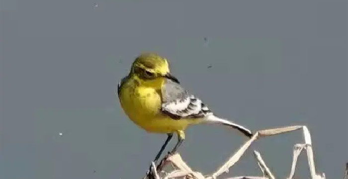 黄头鹡鸰