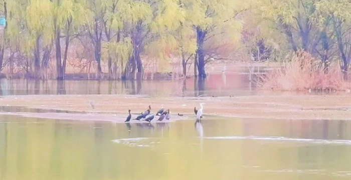 花红柳绿，鸟语花香天鹅湖