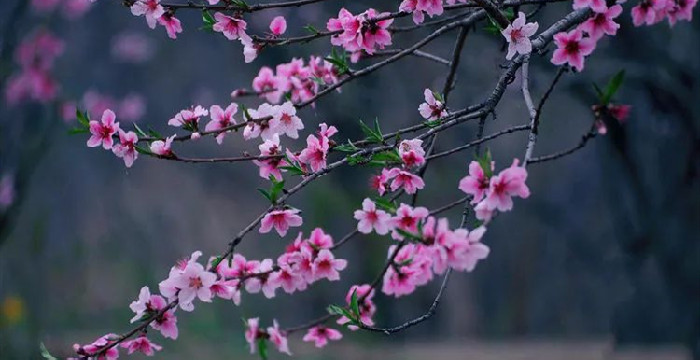 三月桃花开
