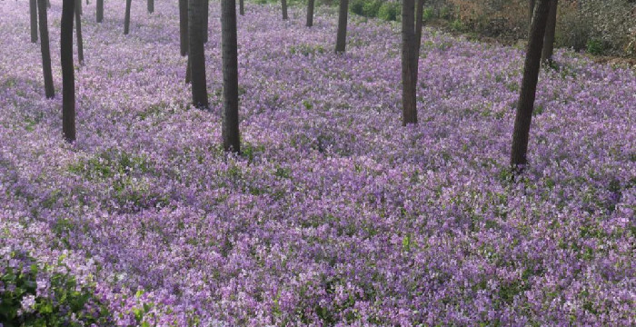 烟雨湖畔二月兰盛放，紫色花海醉游人