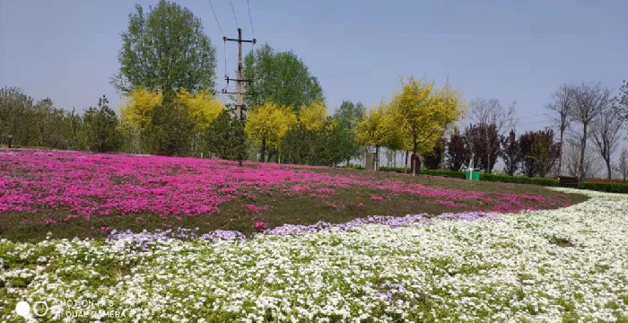 湿地公园福禄考再度盛开