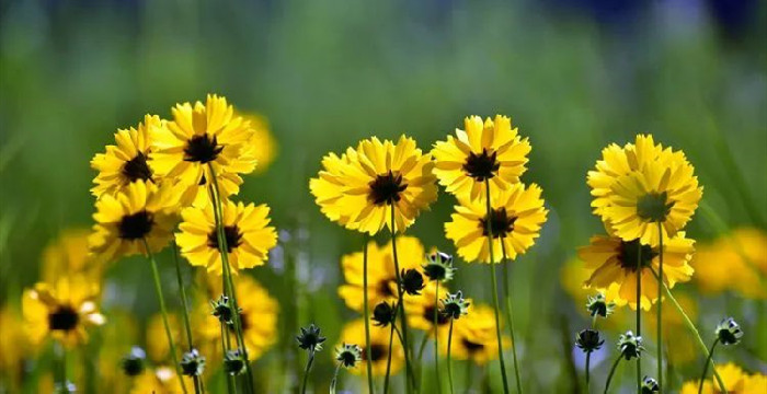 生如夏花——金鸡菊