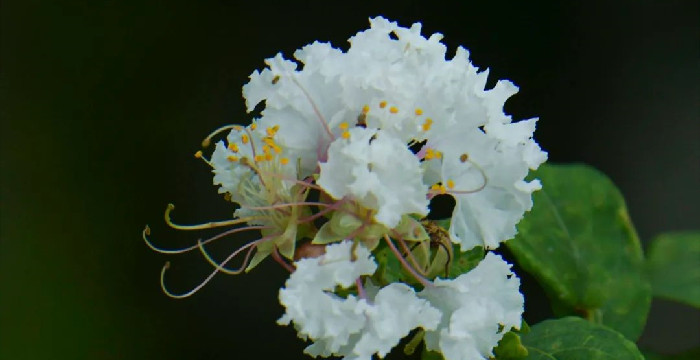 独占芳菲当夏景 不将颜色托春风