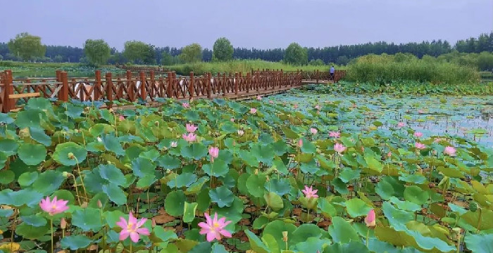 接天莲叶无穷碧，烟雨荷花惹人醉