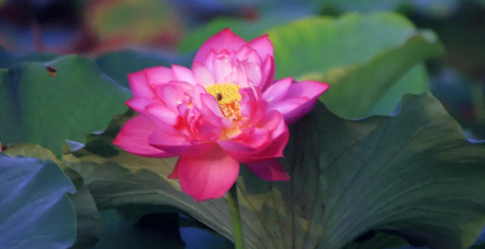 独占芳菲当夏景