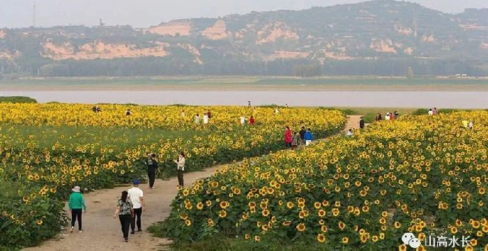 朵朵葵花向阳开