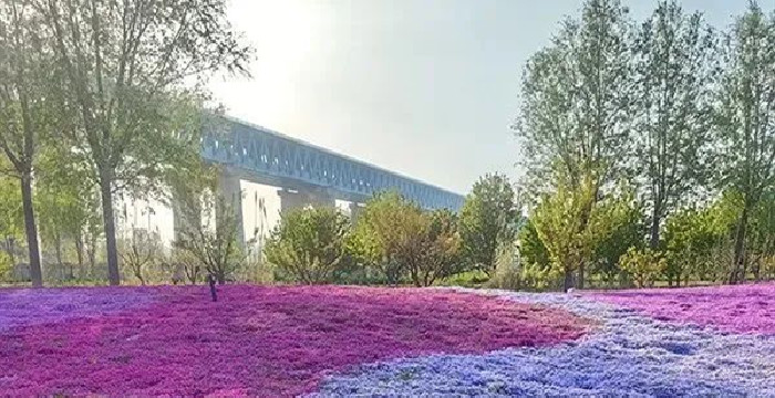福禄考五彩花海