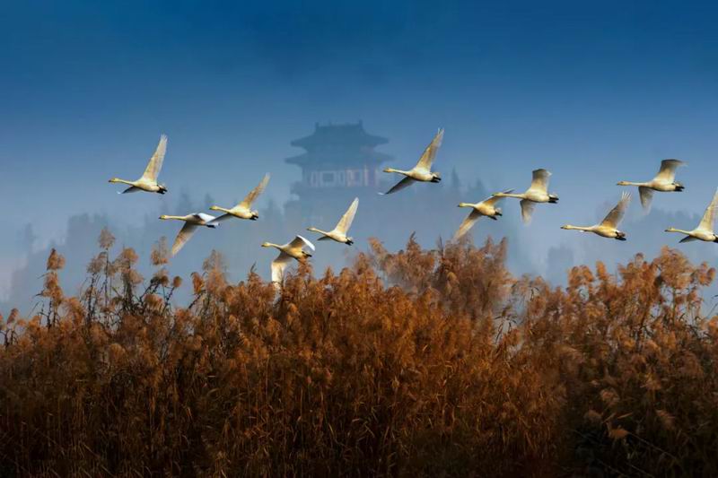 天鹅湖度假区成为众多网红达人热门打卡地，绝美天鹅季等您赴约！