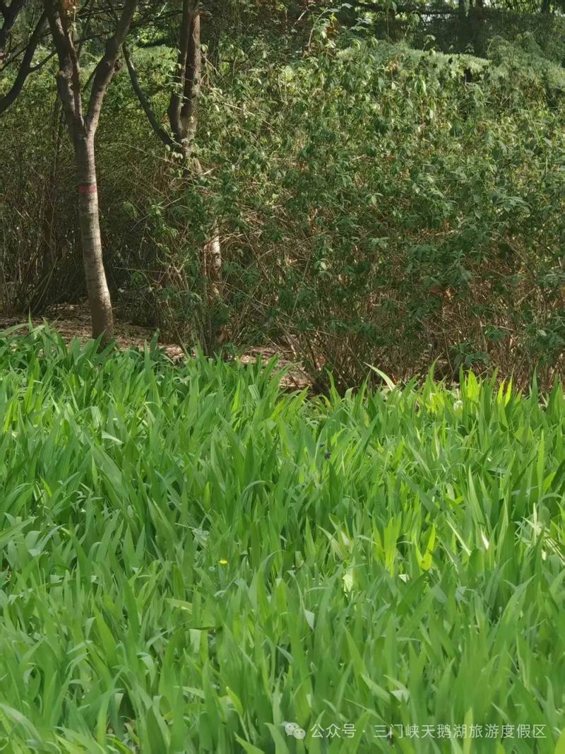 逃离喧嚣，来周公岛天然氧吧唤醒清晨