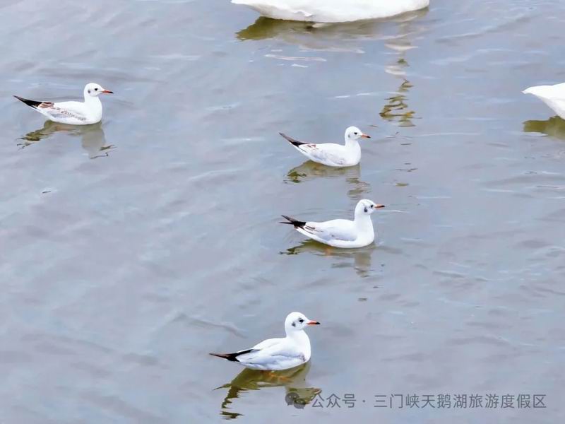 天鹅季·定格光影（四） | 天鹅湖畔添新客！红嘴鸥的灵动之约