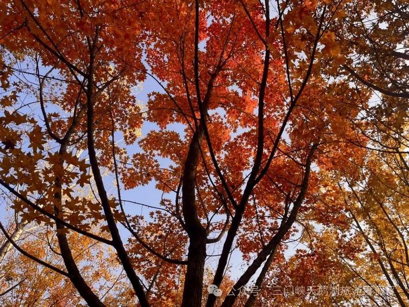 640_wx_fmt=jpeg&from=appmsg&watermark=1&tp=webp&wxfrom=5&wx_lazy=1 (3).jpg