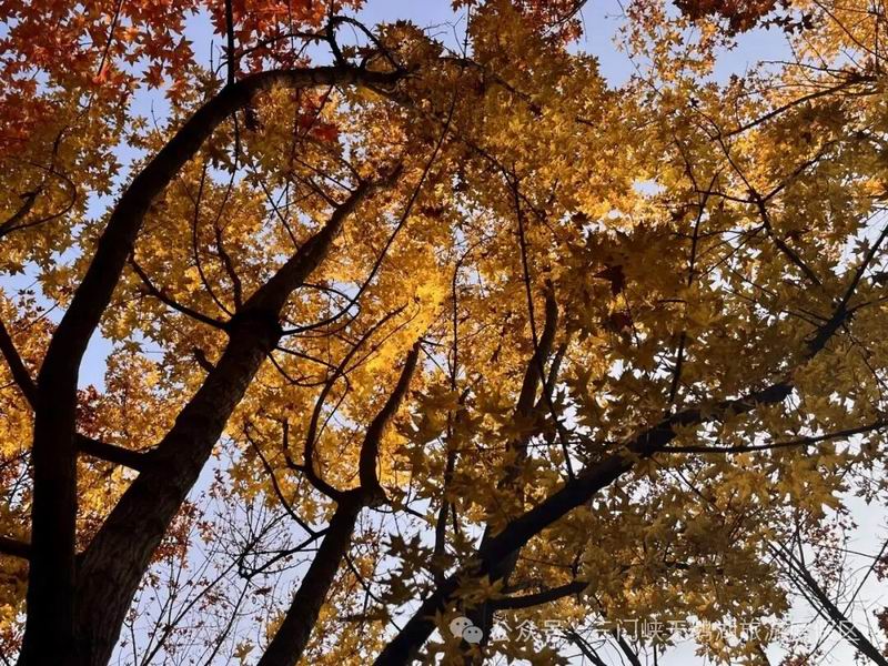 640_wx_fmt=jpeg&from=appmsg&watermark=1&tp=webp&wxfrom=5&wx_lazy=1 (2).jpg