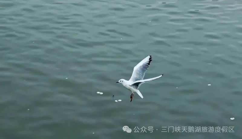 1762937099695328.jpg 640_wx_fmt=jpeg&from=appmsg&watermark=1&tp=webp&wxfrom=5&wx_lazy=1 (23).jpg