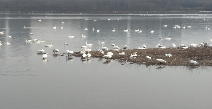 The half wall of the swan world-Sanmenxia Swan Lake