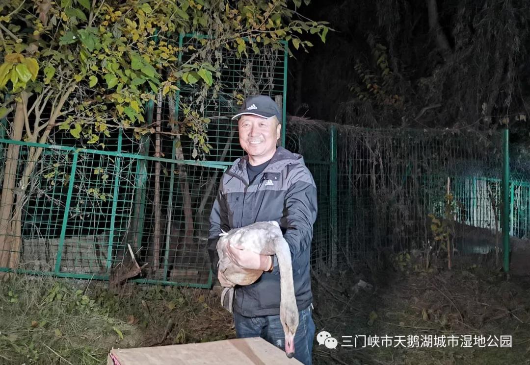 Heilongjiang Luodan Swan successfully reached Sanmenxia Swan Lake by train