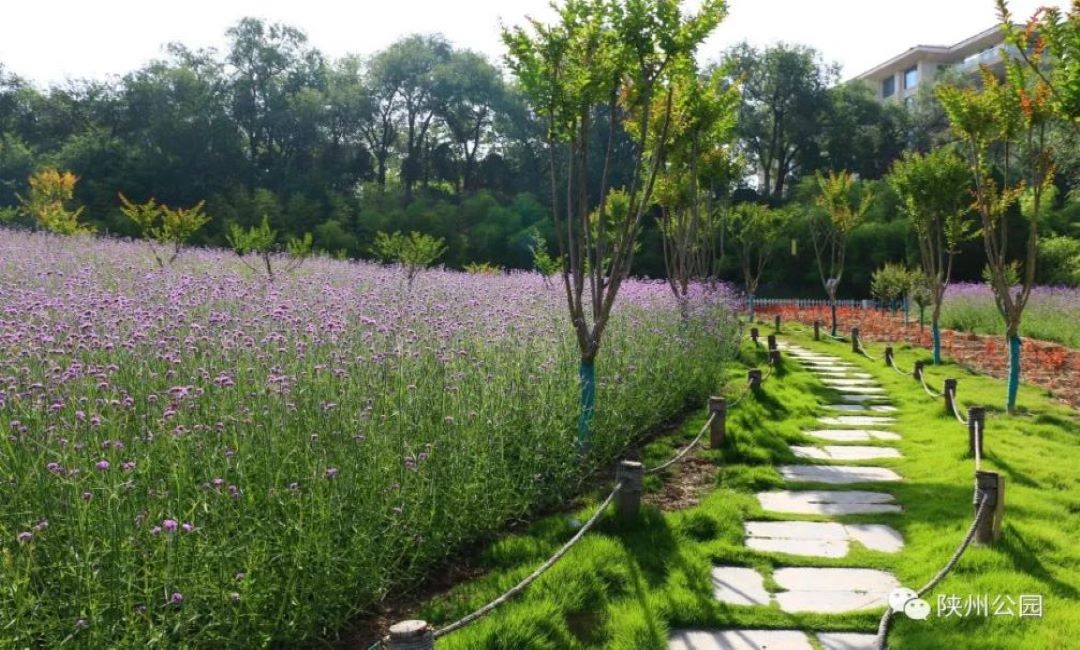 The summer flowers in the Swan Lake Tourist Resort are gorgeous and magnificent, and the purple 